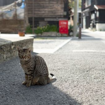 島猫たちが島の光景の一部です。